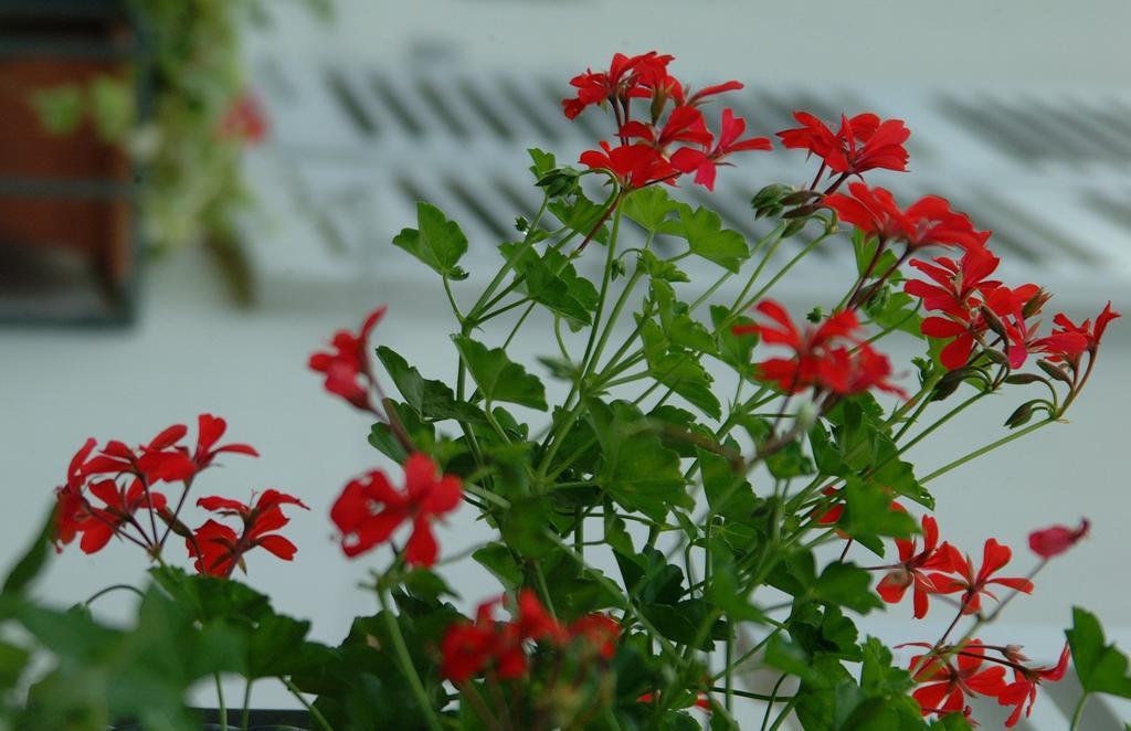 Appartement Le Jardin Lingolsheim Oda fotoğraf