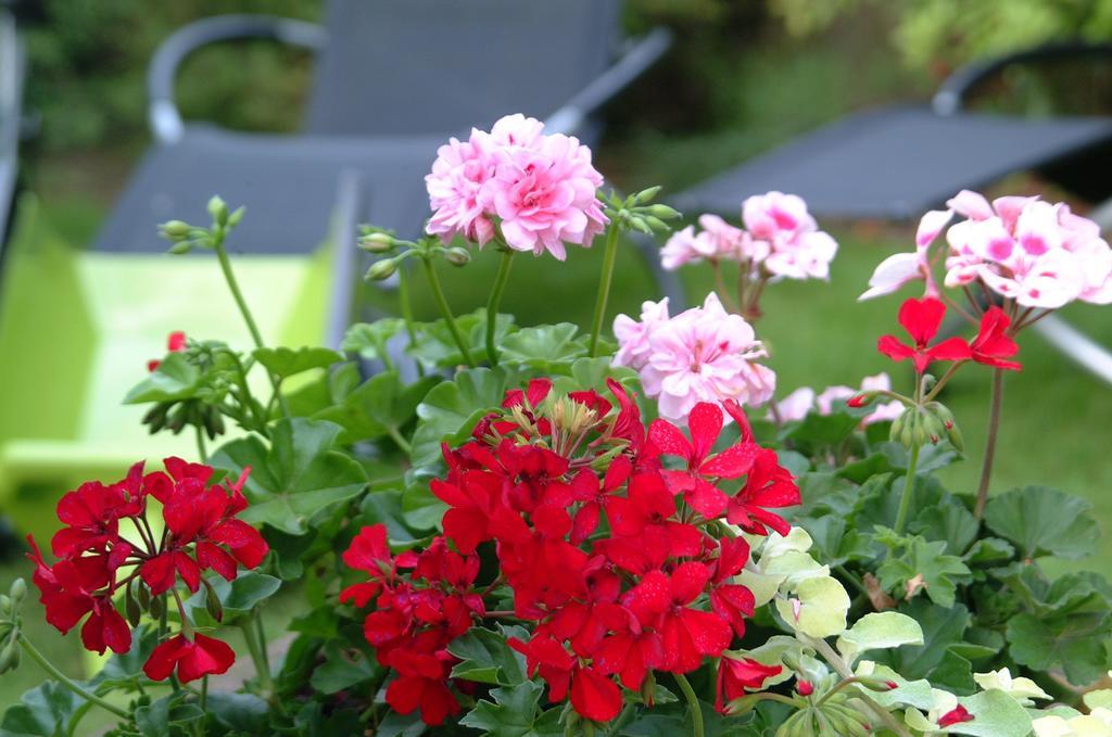 Appartement Le Jardin Lingolsheim Oda fotoğraf