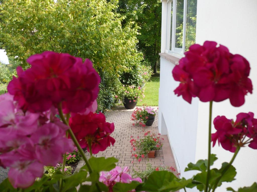 Appartement Le Jardin Lingolsheim Dış mekan fotoğraf